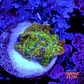 Discossoma sp  - Thumbnail 1