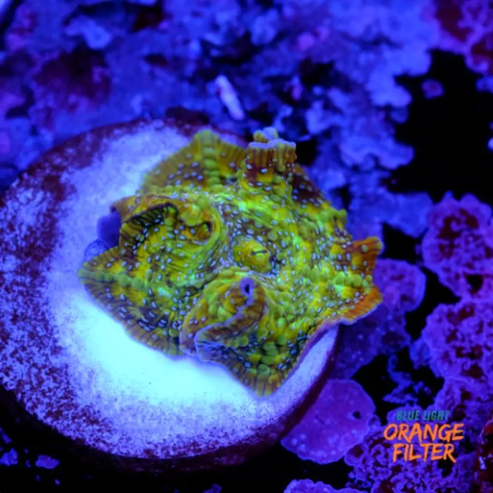 Discossoma sp  1