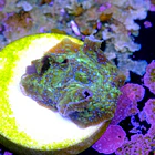 Discossoma sp  2