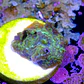 Discossoma sp  - Thumbnail 2