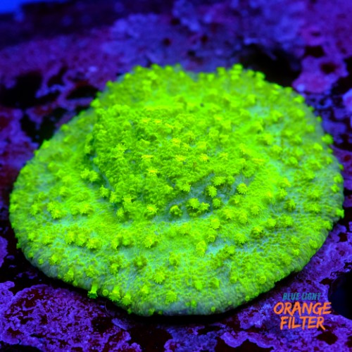 Astreopora neon  1
