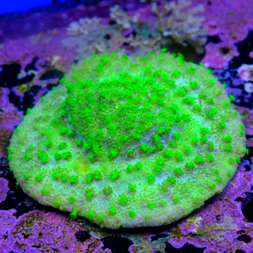 Astreopora neon  2