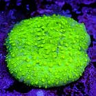 Astreopora neon  1