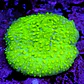 Astreopora neon  - Thumbnail 1