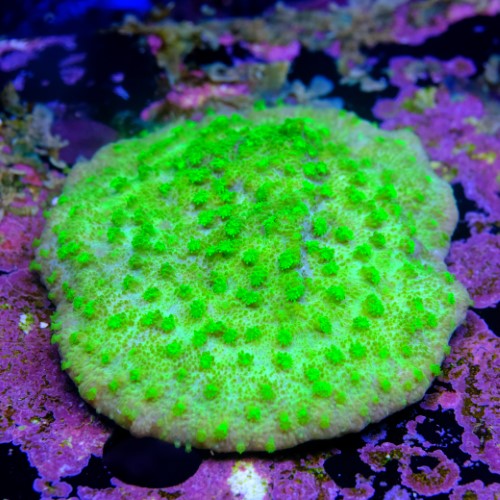 Astreopora neon  2