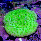 Astreopora neon  2