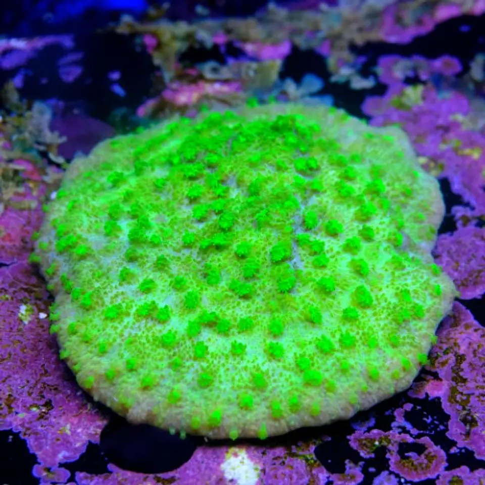Astreopora neon  2