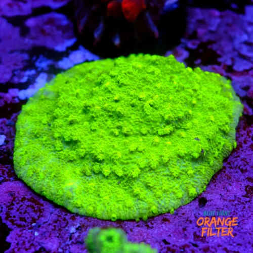 Astreopora neon  1