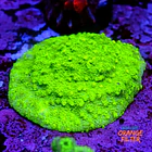 Astreopora neon  1
