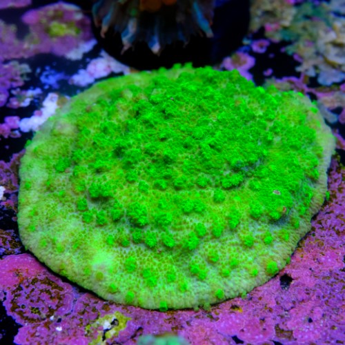 Astreopora neon  2