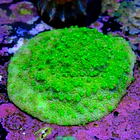 Astreopora neon  2
