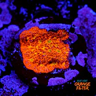 Lithophyllon ultra orange  1