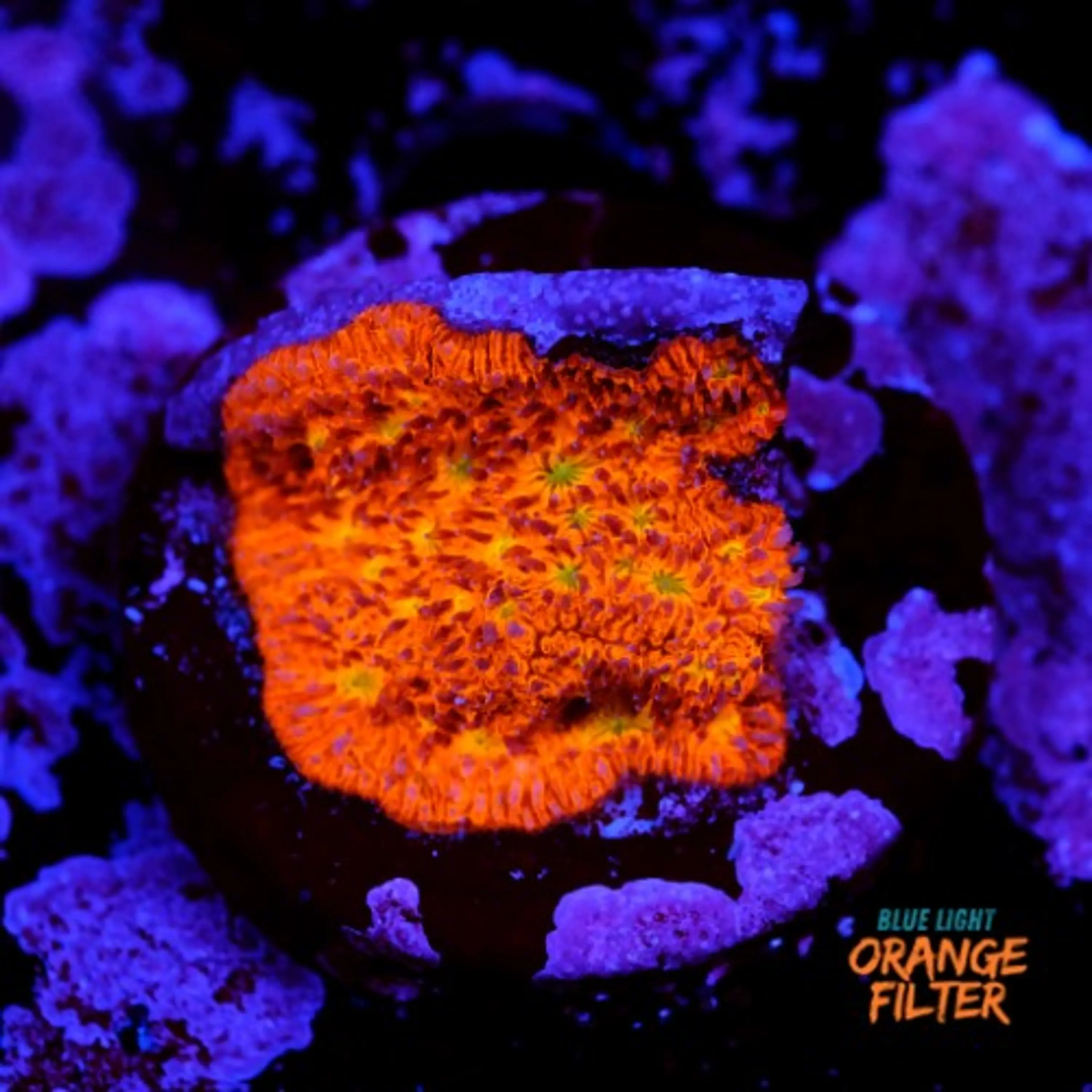 Lithophyllon ultra orange 