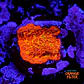 Lithophyllon ultra orange  - Thumbnail 1