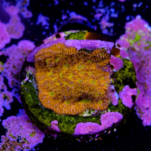 Lithophyllon ultra orange  2