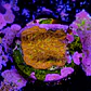 Lithophyllon ultra orange  - Thumbnail 2