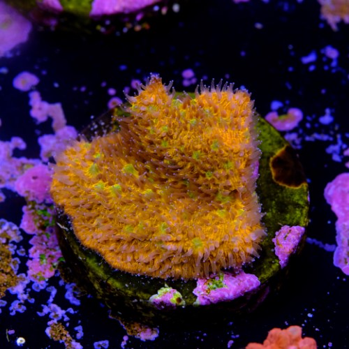 Lithophyllon ultra orange  2