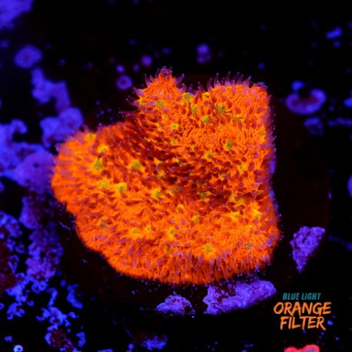 Lithophyllon ultra orange  1