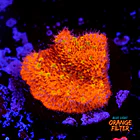 Lithophyllon ultra orange  1