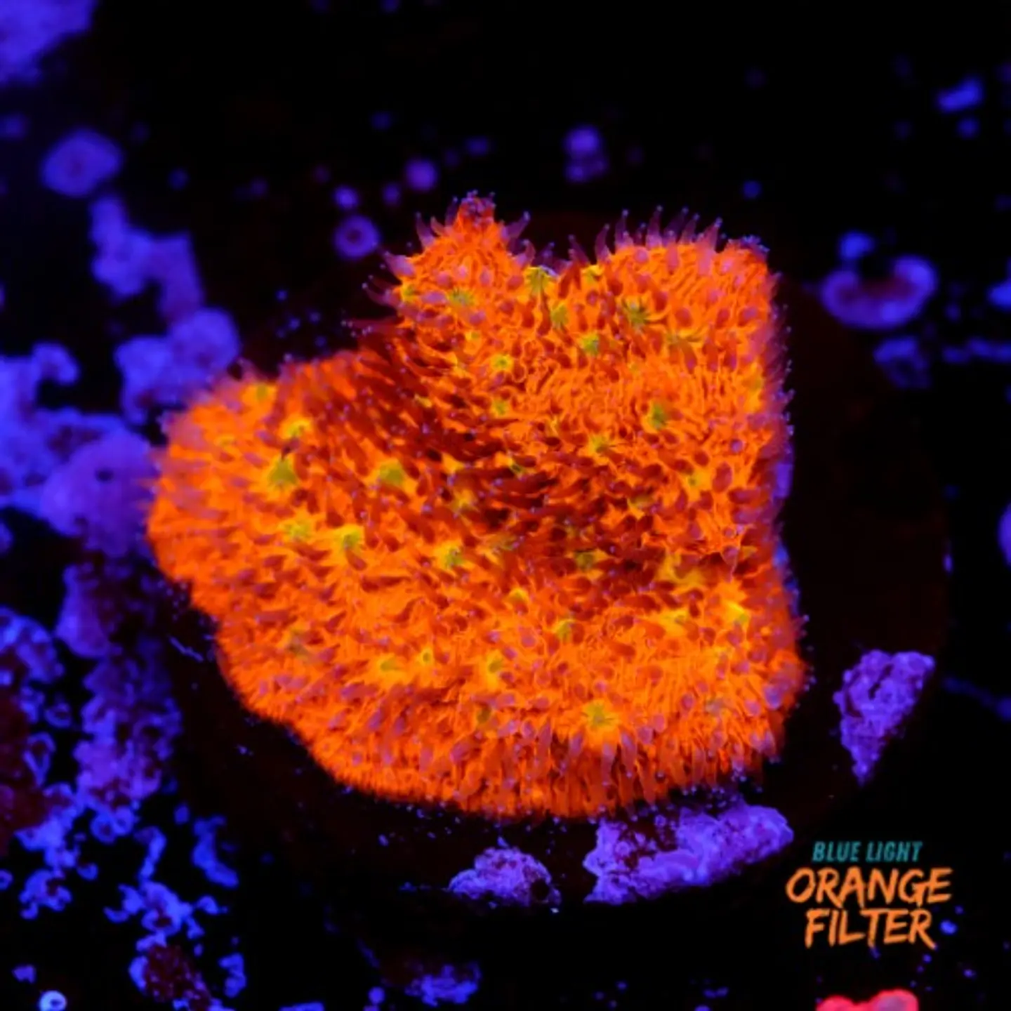 Lithophyllon ultra orange  1