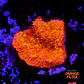 Lithophyllon ultra orange  - Thumbnail 1