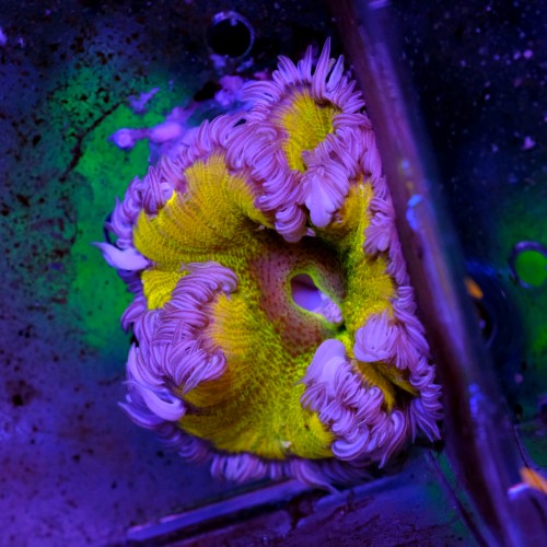 Rockflower yellow (WYSWYG)