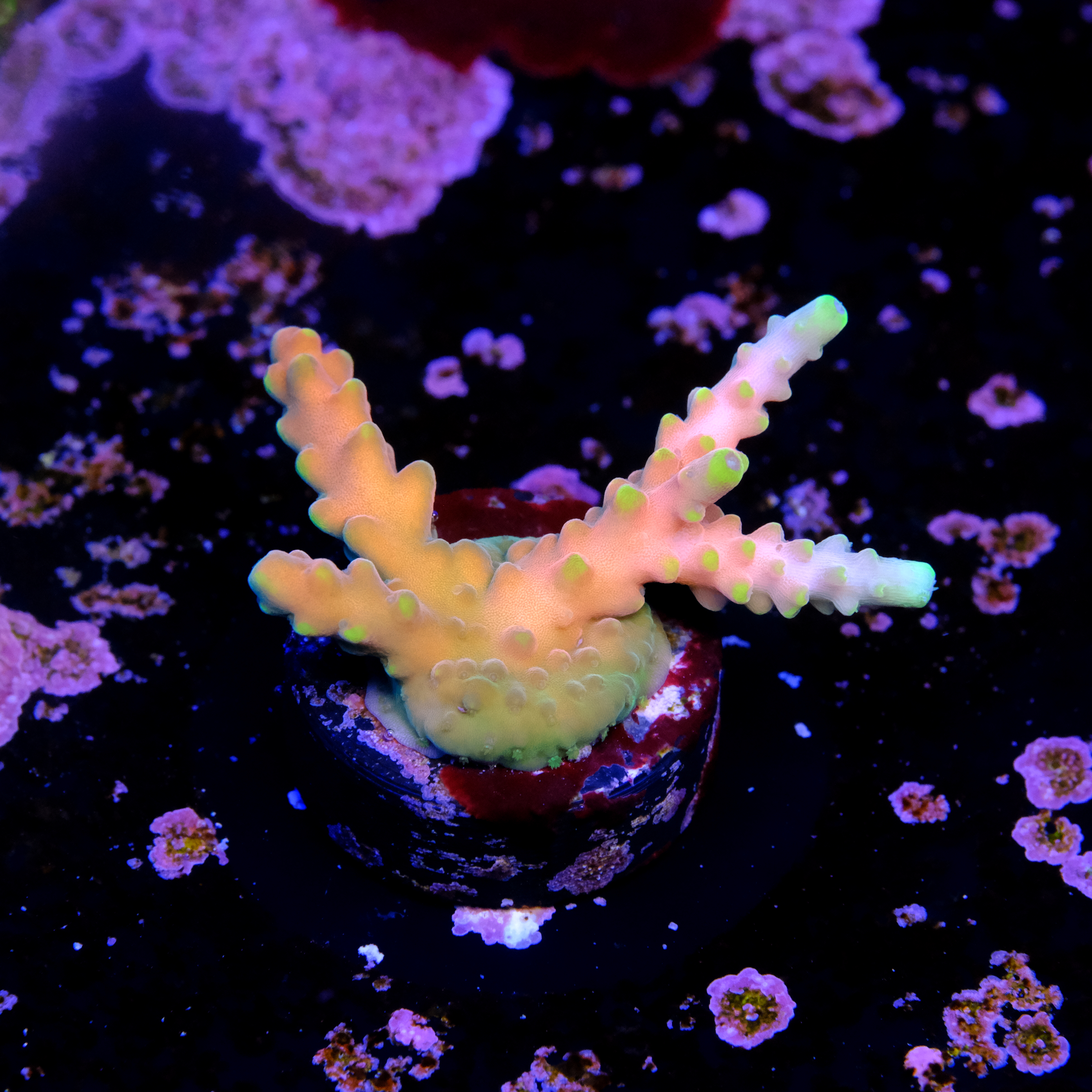 Acropora candyland  2