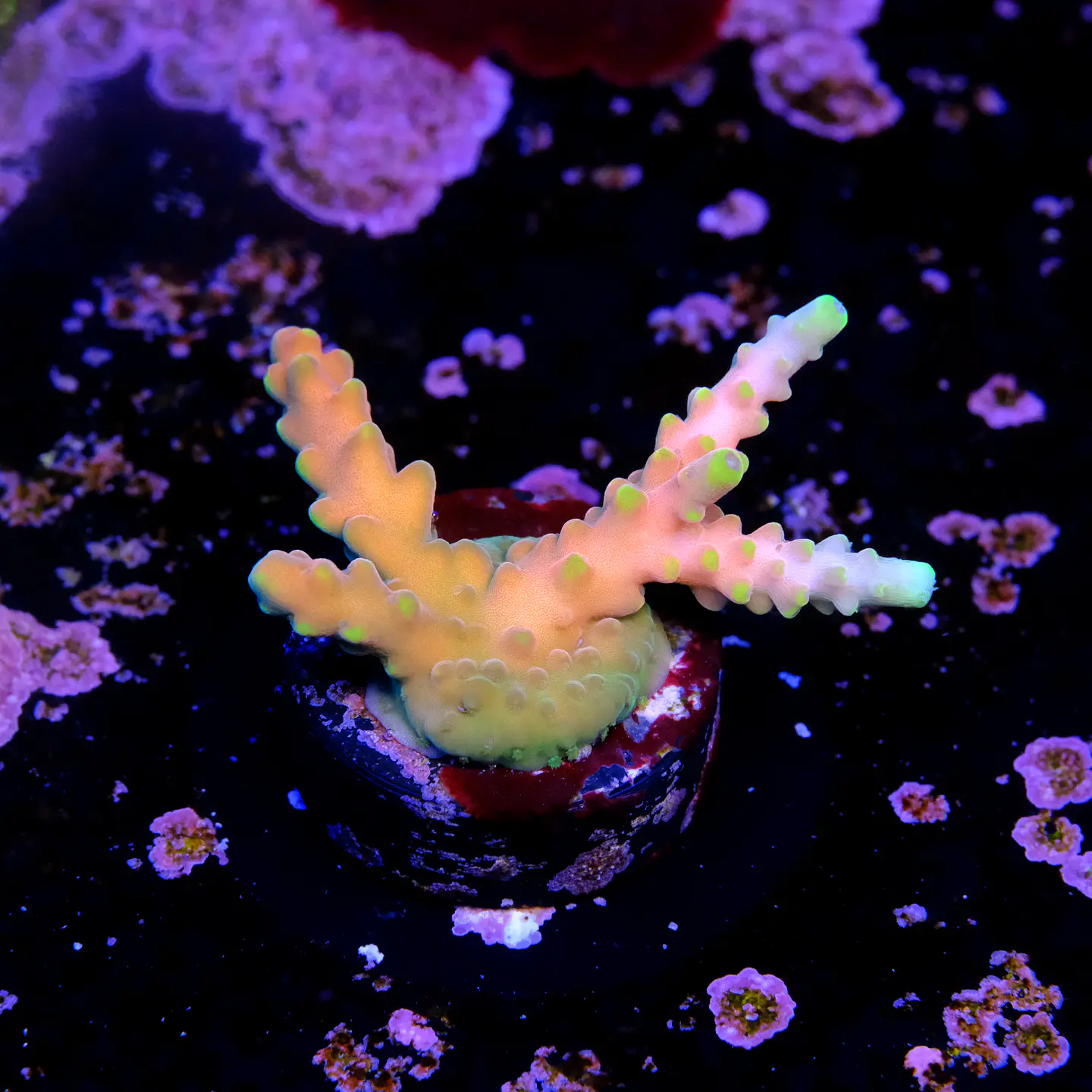 Acropora candyland  2