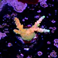 Acropora candyland  - Thumbnail 2