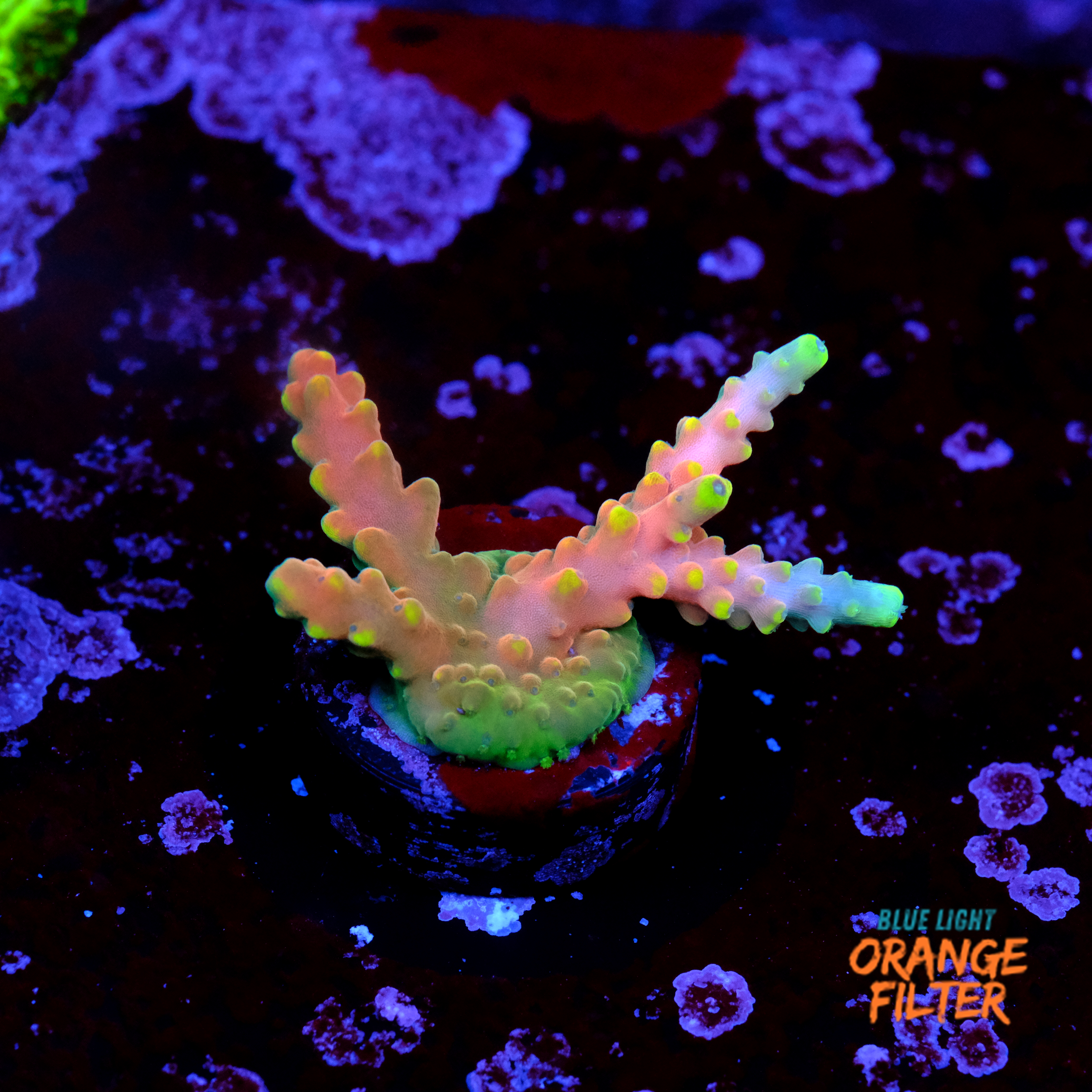 Acropora candyland  1