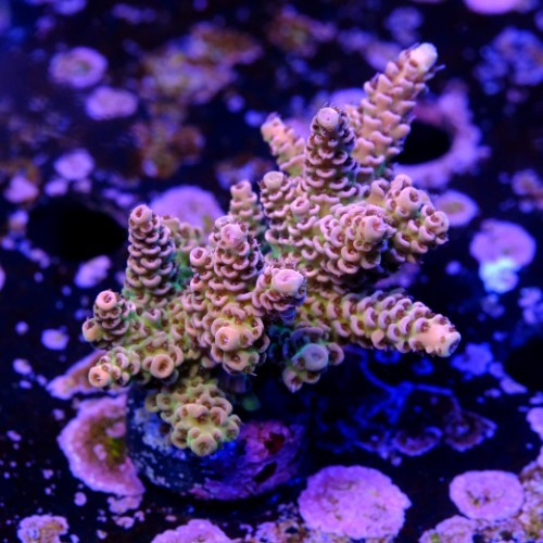 Acropora hyacinthus  2