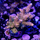 Acropora hyacinthus  2