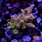 Acropora hyacinthus  1
