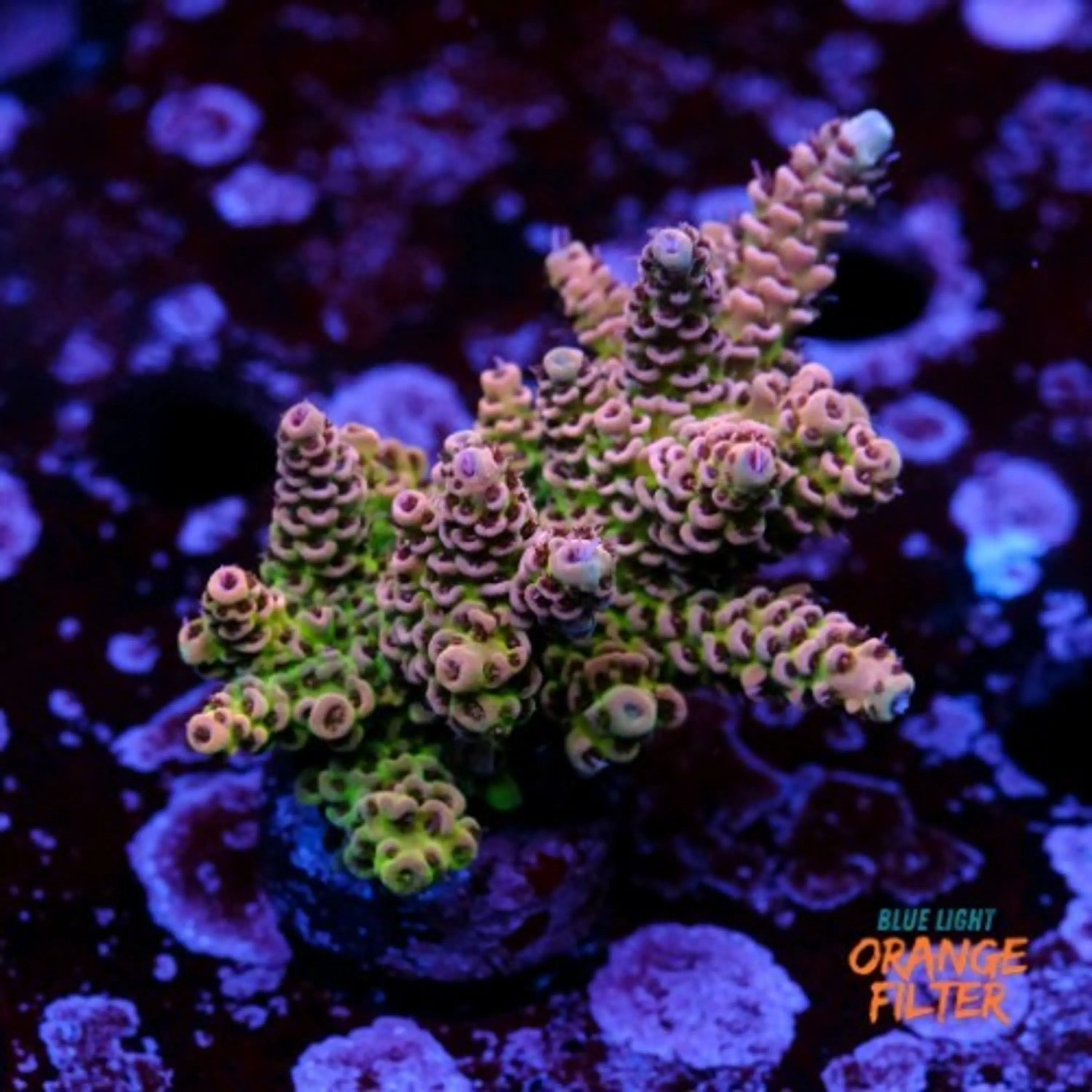 Acropora hyacinthus 