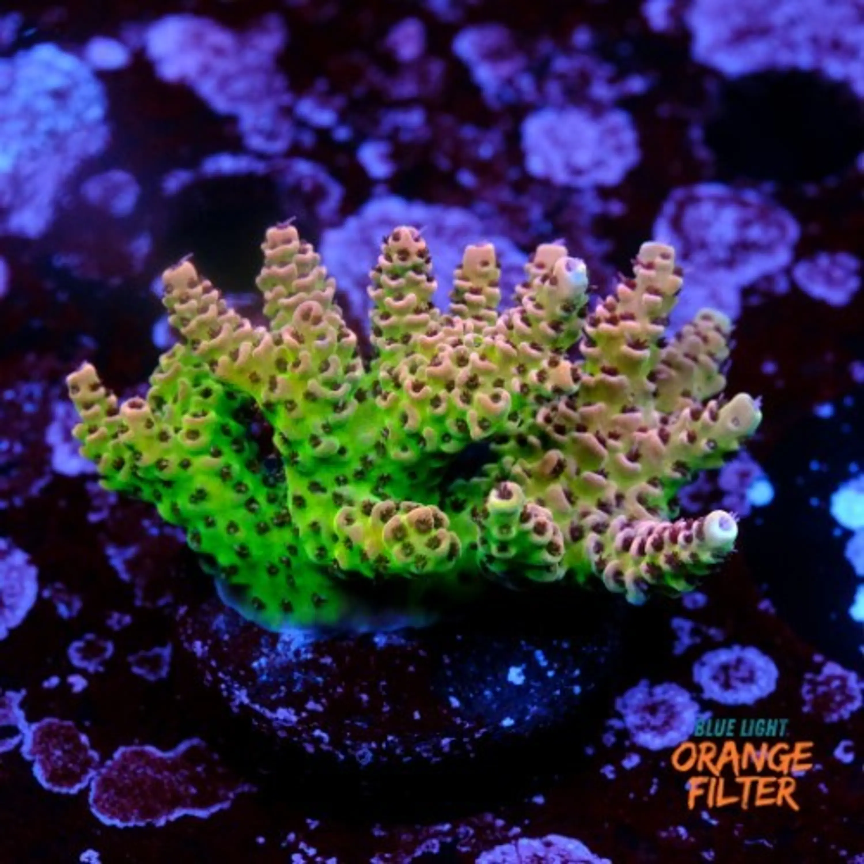 Acropora hyacinthus 