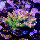 Acropora hyacinthus  2