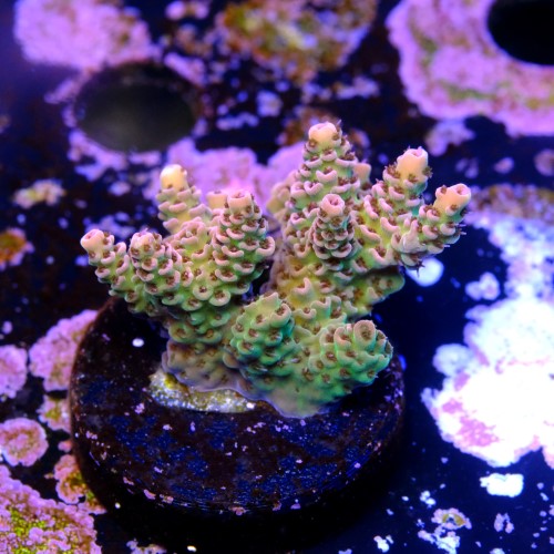 Acropora hyacinthus  2