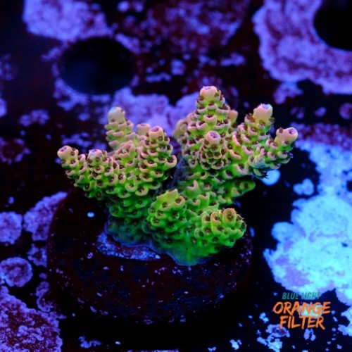Acropora hyacinthus  1