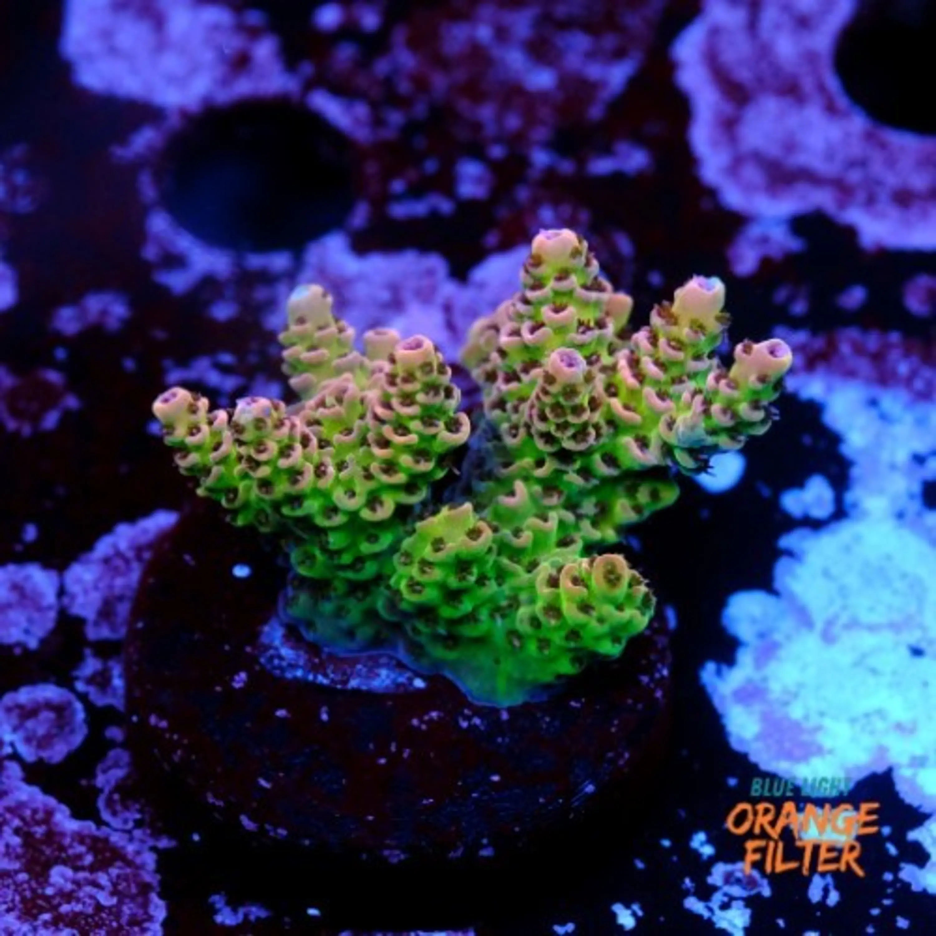 Acropora hyacinthus 