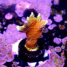 Montipora digitata forest fire 2