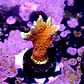Montipora digitata forest fire - Thumbnail 2
