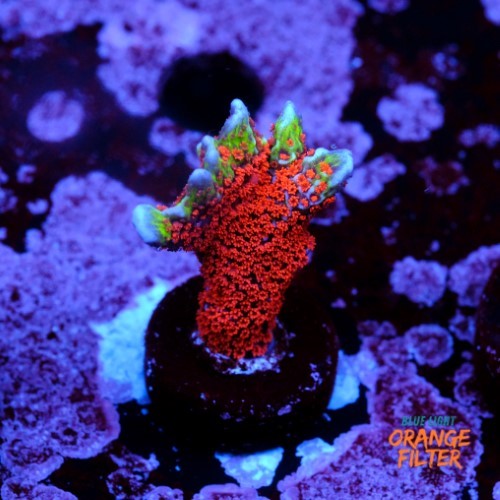 Montipora digitata forest fire 1