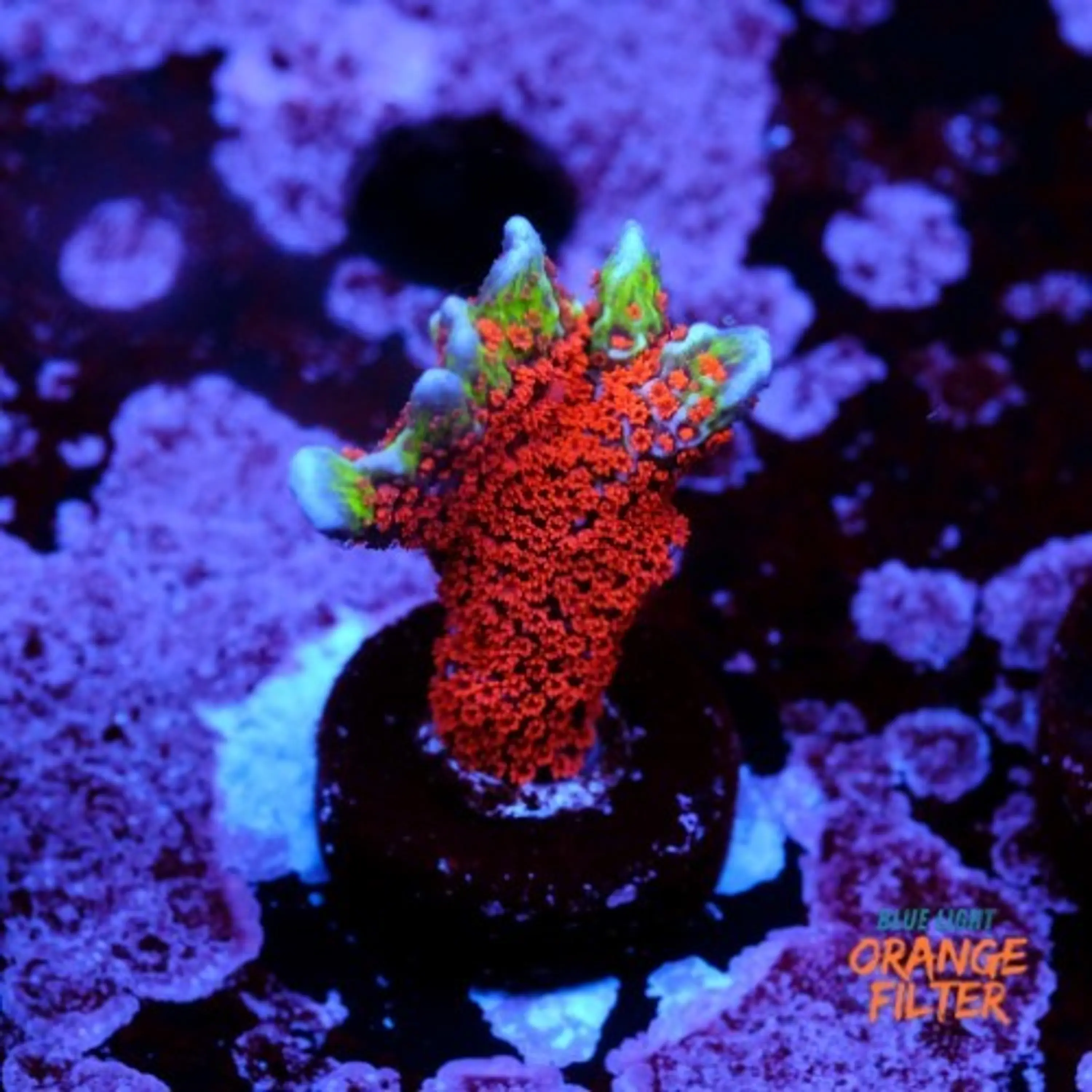 Montipora digitata forest fire