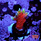 Montipora digitata forest fire - Thumbnail 1