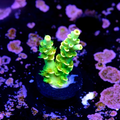 Acropora tenuis peter pan 2