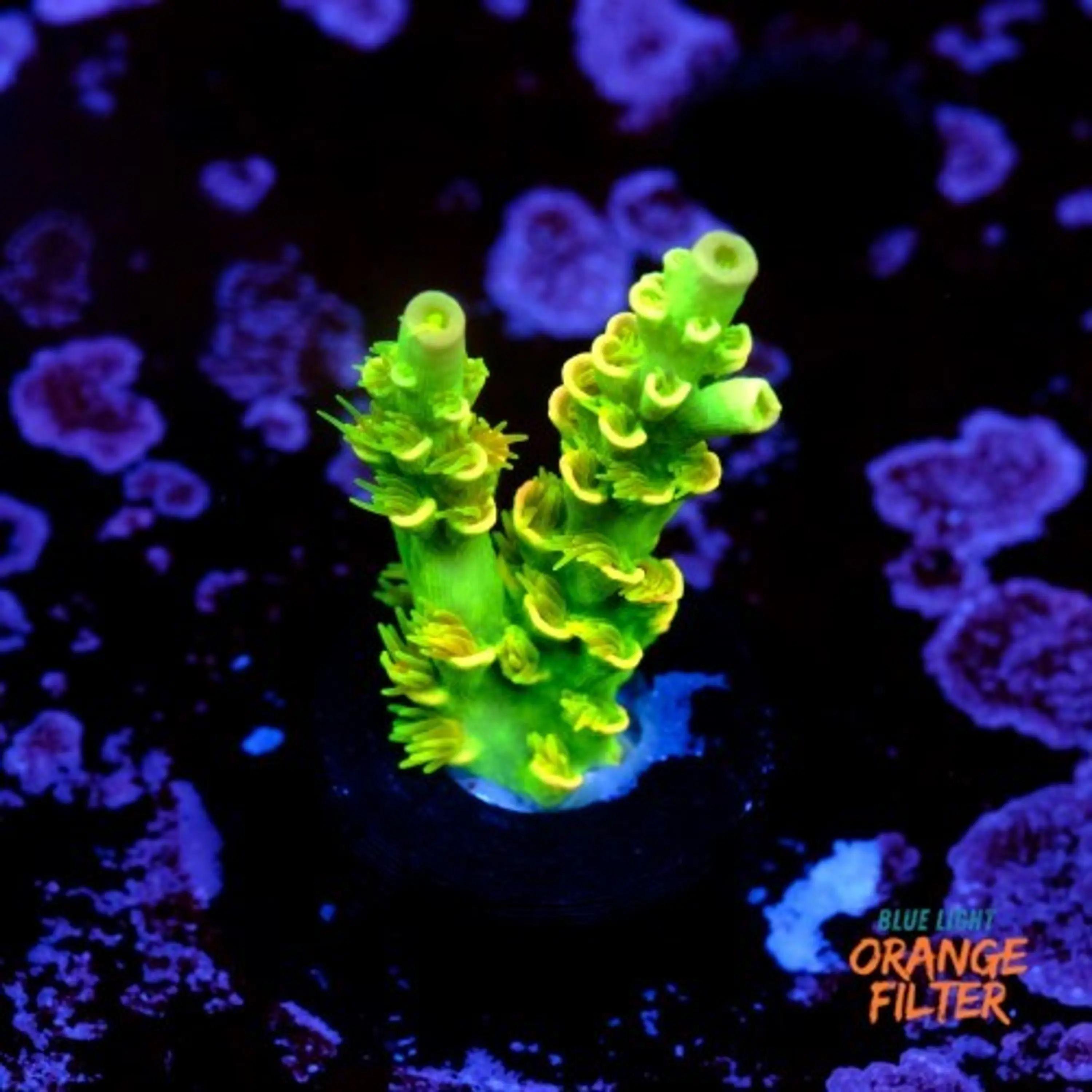 Acropora tenuis peter pan