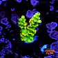 Acropora tenuis peter pan - Thumbnail 1