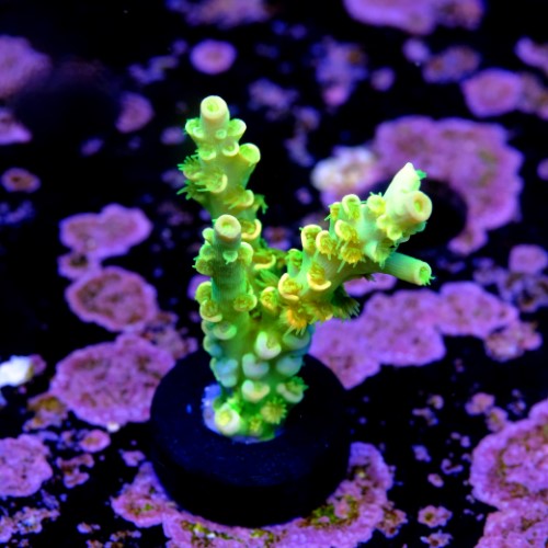 Acropora tenuis peter pan  2