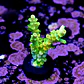 Acropora tenuis peter pan  - Thumbnail 2