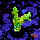 Acropora tenuis peter pan  1